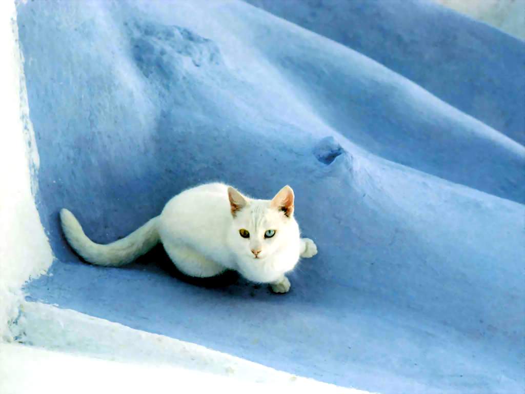 Gatti (140)